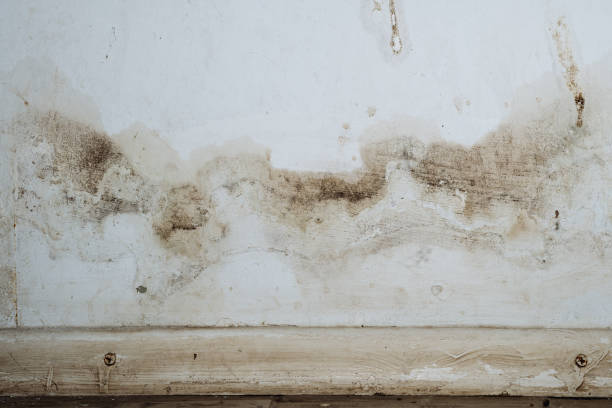 Asbestos and Lead Testing During Mold Inspection